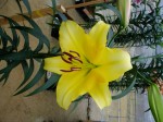 [6290 Lilium73 No01.JPG]